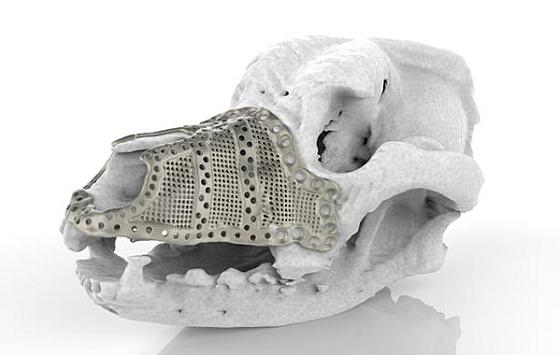 Additive manufacturing in veterinary surgery
