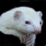 Tony the Ferret's Avatar